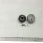 Click for 1 image(s) for this accession. FRUIT